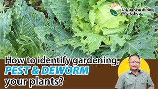 【Pest Control】Learn to Identify Garden Pests and Deworm Your Garden | Baba Urban Gardening Classroom