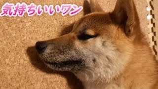 気持ちいいワン マッサージ大好き柴犬まる子さん #しばいぬ #柴犬 #犬のいる生活