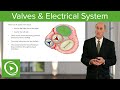 Valves & Electrical System – Cardiology | Lecturio