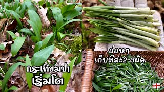 ผักขาดตลาด! มาตัดกระเทียมป่ารุ่นอ่อนๆไปผัด ประหยัด ฟรี ดีและแซ่บจ้า😁 Wild Garlic🏴󠁧󠁢󠁥󠁮󠁧󠁿