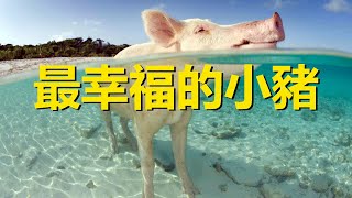 The happiest piglet in the world swims and exercises every day