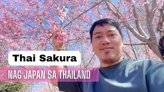 THAI SAKURA or the Wild Himalayan Cherry Blossoms in Thailand are BLOOMING|| Khon Philippine