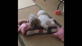 Puppy Looks like Stuffed Animal