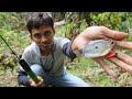 How to fish Trichopodus trichopterus and its bait