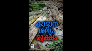 ചെതലയത്ത് വന്യമൃഗങ്ങൾ കൃഷി നശിപ്പിക്കുന്നത് പതിവാകുന്നു #Elephant