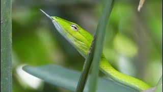 Green Snake! | Oriental Whip Snake | Wildlife in Singapore