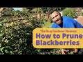 How to Prune Blackberries, Boysenberries and other Cane Fruit - Back Yard Orchard