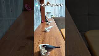 カウンターで並んで食べる文鳥たちが可愛い❤️#shorts #文鳥  #可愛い