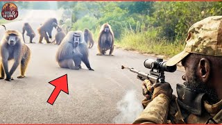 Battling Baboons – How African Farmers Handle Millions of Crop Raiding Primates | Invasive Species