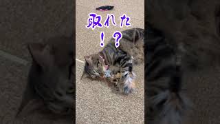 もふもふを毛づくろいする妹猫 #Shorts