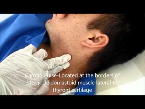 Locating Pulse : Temporal, Carotid, Facial and Apical Pulse page 3 of 3 Locating Pulse : Temporal, Carotid, Facial and Apical Pulse page 3 of 3