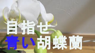 【胡蝶蘭】覚悟を決めて本気で胡蝶蘭を育てていく【青い胡蝶蘭】