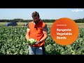 syngenta vfoi cauliflower aerospace