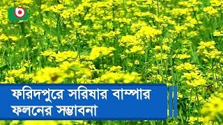 ফরিদপুরে সরিষার বাম্পার ফলনের সম্ভাবনা