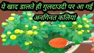 Guldaudi plant care & Flowering Fertilizer | Chrysanthemum