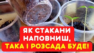 3 ДУЖЕ ВАЖЛИВИХ секрета! Наповнюю стакани грунтом для розсади і вона швидко и міцно прорастає