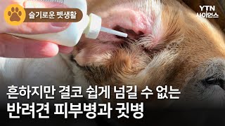 [슬기로운 펫생활] 흔하지만 결코 쉽게 넘길 수 없는 반려견 피부병과 귓병 / YTN 사이언스