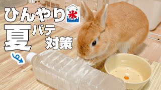 生まれて初めての夏をうさぎが快適に過ごす方法【ネザーランドドワーフのコッペ】