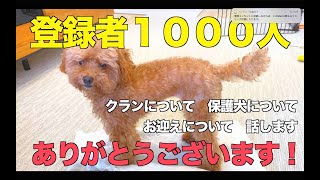 【保護犬と暮らす】1000人ありがとうございます！クラン、保護犬、チャンネルをやっている理由について。【トイプードルのクラン】   4K