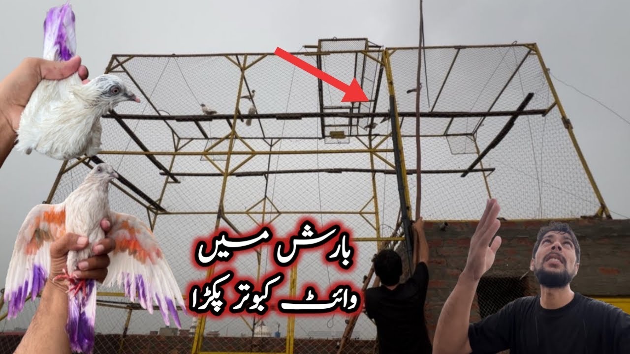 Aaj Bhi Baarish Mein White Kabutar Pakra рџ Sheikhoo Pigeons Club