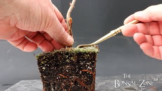 Root Pruning My Korean Maple and Crimson Hawthorn, The Bonsai Zone, March 2023