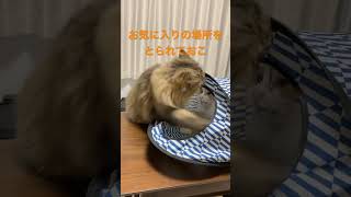 ねこパンチは突然に