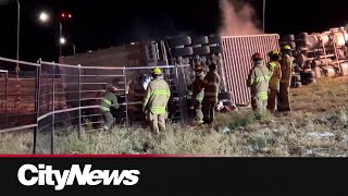 Animal rights group calls for investigation after 17 cows killed in Calgary crash