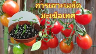 การเพาะเมล็ดมะเขือเทศ พร้อมการย้ายกล้า - how to sow tomato seeds at home (12 Feb.2020)