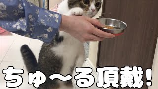 ちゅ〜る最高！な猫【スコティッシュフォールド】【Scottish Fold】