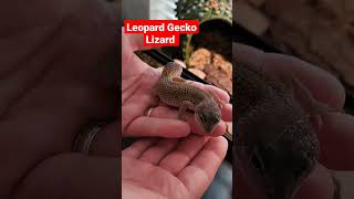 Leopard Gecko Lizard#viral #reels #reel #fyp #youtubeshorts #lizard #gecko #shorts #youtube #reptile