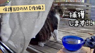 地域猫Mを緊急保護する当日の動画です【後編】