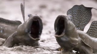 Aquatic Animals Take To Land | BBC Earth