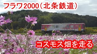 フラワ2000（北条鉄道）コスモス畑を走る