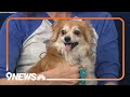 Sweet 5-year-old Pomeranian needs forever home