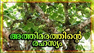 ' അത്തിമരത്തിന്റെ രഹസ്യം ' - ബ്ര.തോമസ് കണ്ണൂര്‍ | Br Thomas kannur |  Athi Maram |