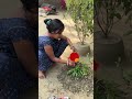 সকালে ফুল গাছ লাগিয়ে দিন শুরু হলো 🥰 trending viralvideo