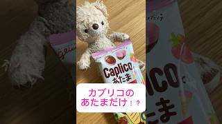 カプリコのあたまだけを見つけた、くーみぃ#くま #ぬいぐるみ #コンビニ #お菓子 #カプリコ #Caplico #shorts #kawaii