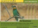 bienenfresser merops apiaster