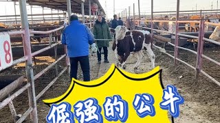 上午客户在丽阳市场买牛，倔强的公牛突然跳车逃跑【丽阳牲畜市场】