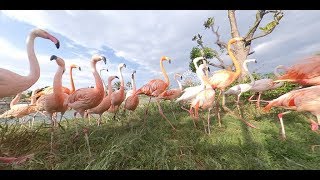 （Zoo360）フラミンゴの御帰還　　東武動物公園