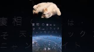 【ねこ】寝相から猫の気持ちを考察！！複雑すぎるでしょ・・・ #shorts