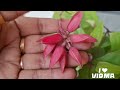 lipstick plant a unique u0026 rare houseplant how to grow and care lipstick plant aeschynanthus flower