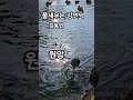 김용빈 물새우는강언덕 가수한미란 구독 좋아요 알람 shorts