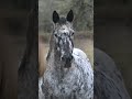 wakons tova wind appaloosa mare ranch horse horses horselife