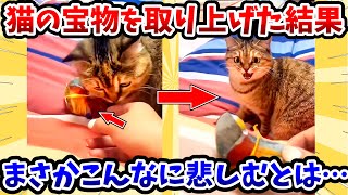 【2ch動物スレ】猫の宝物を取り上げた結果 → まさかこんなに悲しむとは…