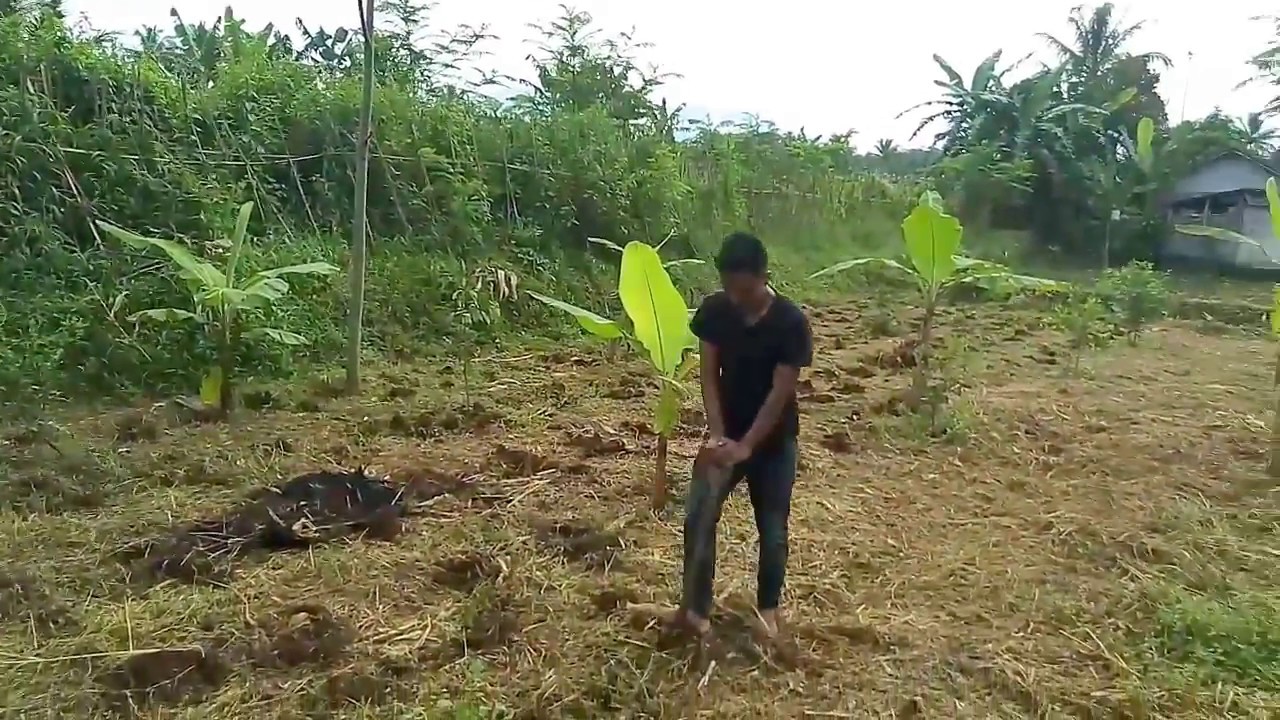 Cara Menanam Jagung Manis Yang Simpel Da Sederhana,hasil Di Jamin ...