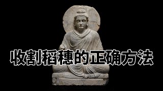 第五百八十章 收割稻穗的正确方法。完全读懂巴利文大藏经（580）