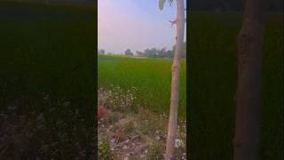 Aa bhi ja aa bhi ja #shortvideo #nature #lovestatus