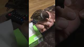 雀　カミサン、指を突かれ絶叫！　#shorts  #bird  #sparrow