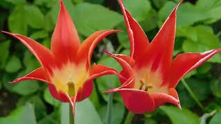 The magic of tulips | Невероятно красивые пейзажи и расслабляющая музыка